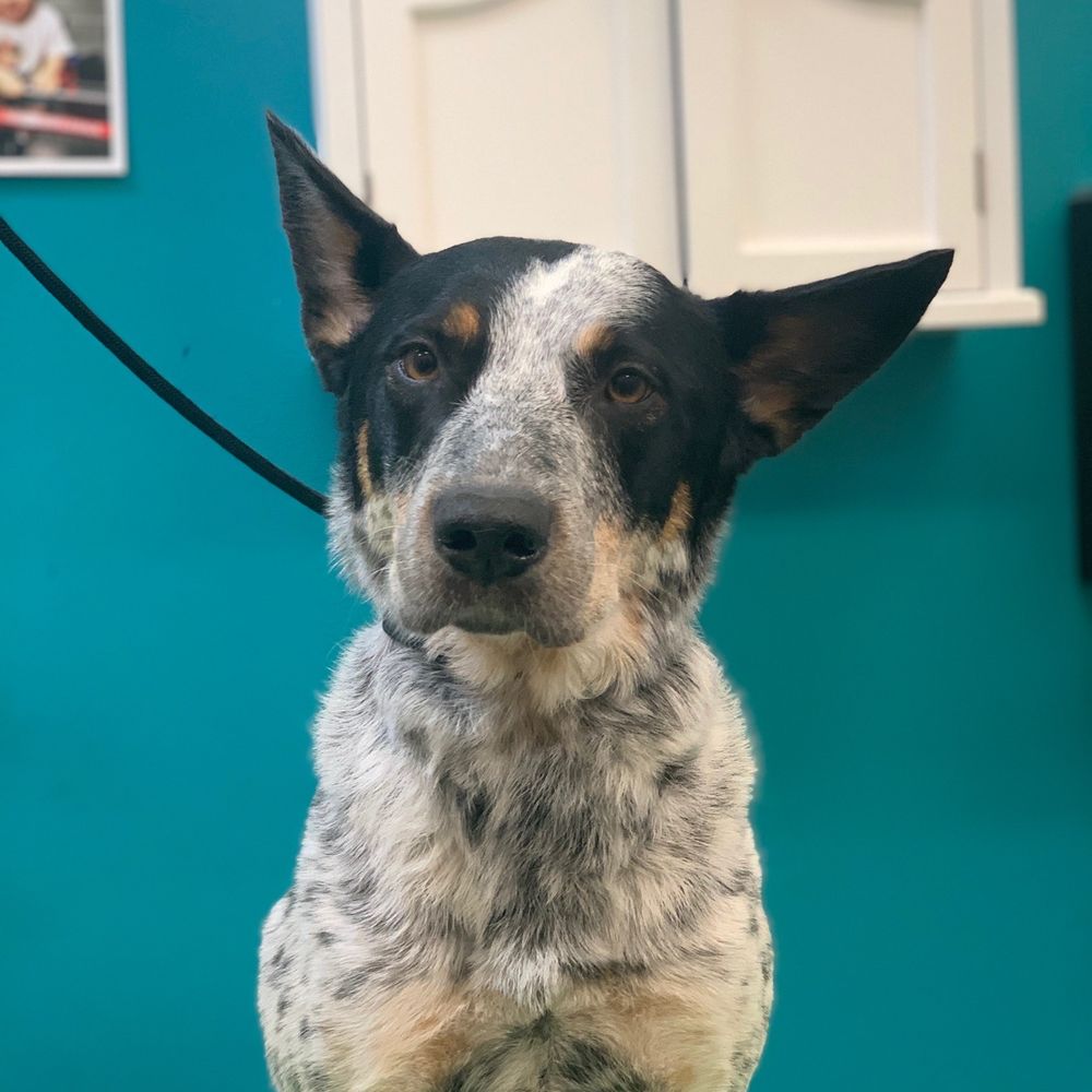 Valerie's Paw Spa - Pet Groomers Near Me - Henderson, Nevada Valerie's Paw Spa - Pet Groomers Near Me - Henderson, Nevada
