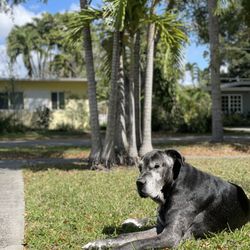 Pets At Peace - Our beloved Henny 3