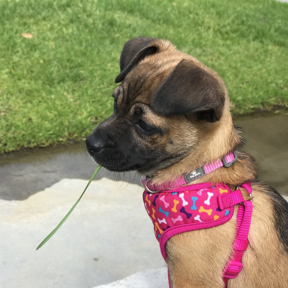 Lyla Lyla