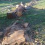 Photo of Eagles Tree Service