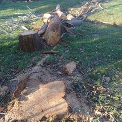 Eagles Tree Service - Wood