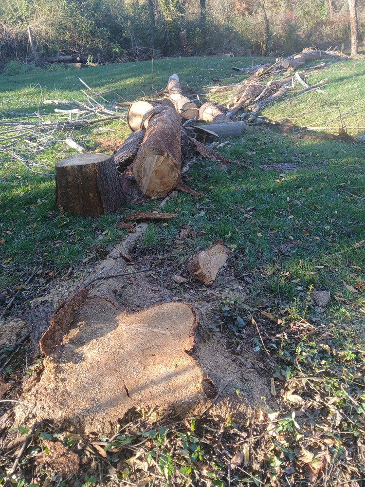 Eagles Tree Service - tree service in Knoxville, TN