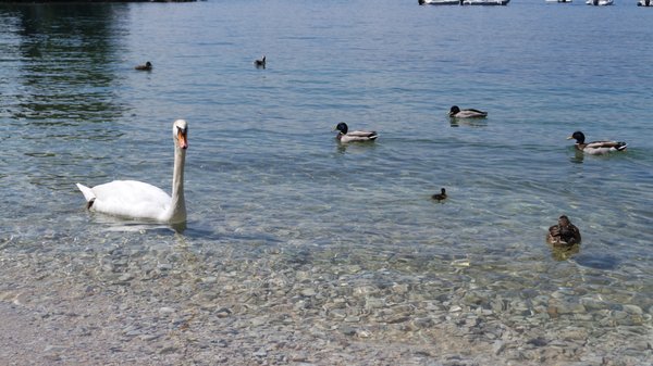 Baia delle Sirene by null