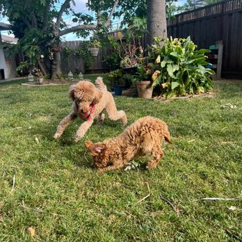 Wag And Paw Training - Birdie playing with her best friend Archie - Pet Training Near Me Wag And Paw Training - Birdie playing with her best friend Archie - Pet Training Near Me