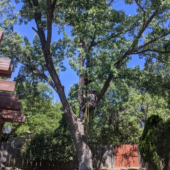 Brandon Tree Care - Tree Services Near Me Brandon Tree Care - Tree Services Near Me