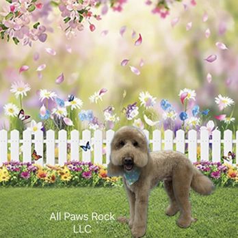 All Paws Rock - Teddy the teddy bear - Pet Groomers Near Me - Cherry Hill, New Jersey All Paws Rock - Teddy the teddy bear - Pet Groomers Near Me - Cherry Hill, New Jersey