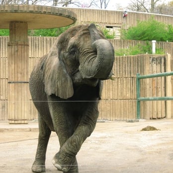 Memphis Zoo - Former Circus Elephants - Zoos Near Me - Memphis, Tennessee Memphis Zoo - Former Circus Elephants - Zoos Near Me - Memphis, Tennessee