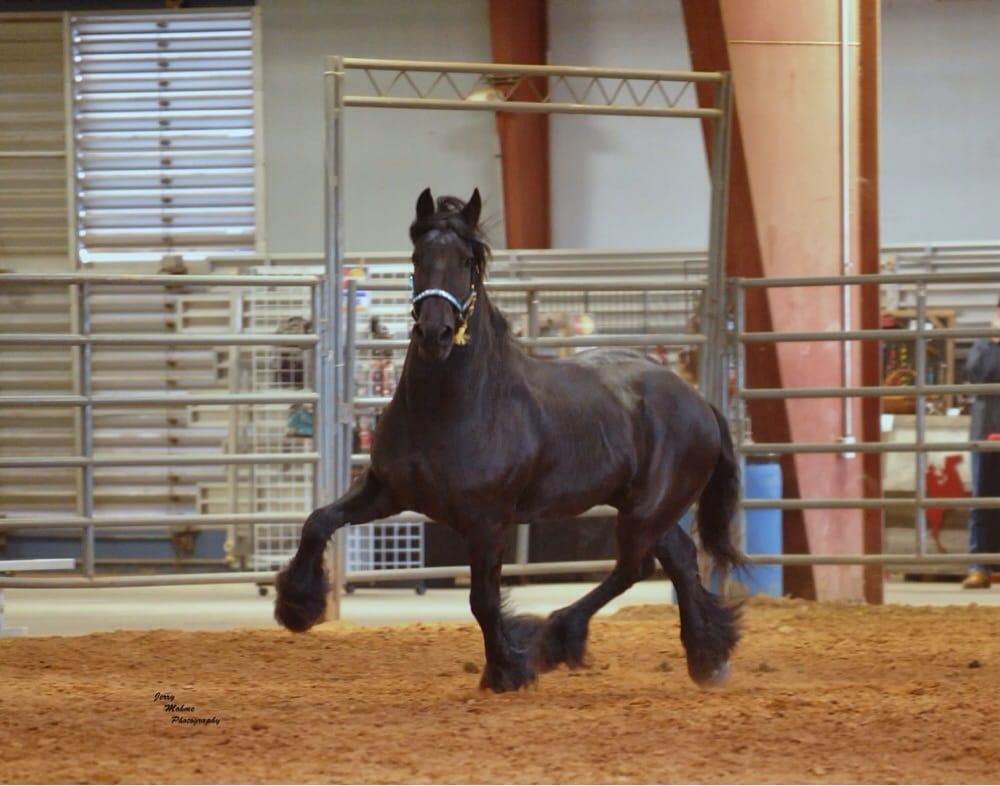 Double Diamond Equestrian Center - equestrian in Boerne, TX
