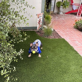 Preferred Turf - Front yard-off the walkway. Edging is right up to the walkway. Length and mixed color of grass makes it look more natural. - Artificial Turf Near Me Preferred Turf - Front yard-off the walkway. Edging is right up to the walkway. Length and mixed color of grass makes it look more natural. - Artificial Turf Near Me