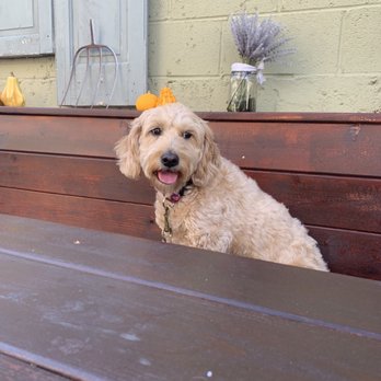 Roots Cafe - My doggie - Breakfast & Brunch Near Me - West Chester, Pennsylvania Roots Cafe - My doggie - Breakfast & Brunch Near Me - West Chester, Pennsylvania