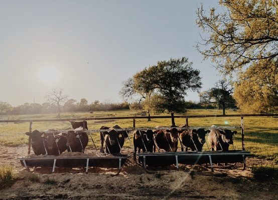 RANGER CATTLE by null