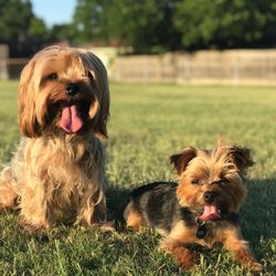 Lifeologie Counseling - Chief cheerer-uppers Goliath & Chewie are waiting to meet you at Lifeologie Dallas!