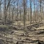 Photo of Tekakwitha Woods Forest Preserve