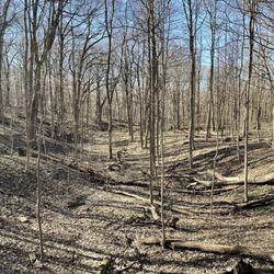 Tekakwitha Woods Forest Preserve - Pov from the bridge