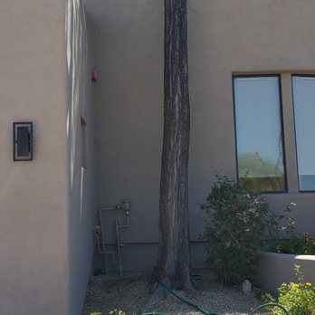 Purple Heart Tree Service - The tree removed by Vade Pierce w/ Purple Heart Tree Services - Tree Services Near Me