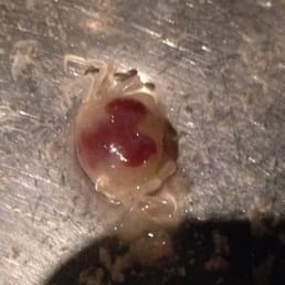 I found this in my oyster.  I live moving clam. I are two before I saw the third. Very gross and manager didn't care