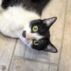 Harbor Point Animal Hospital - Cat Friendly Care