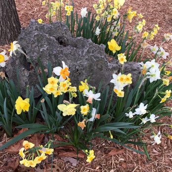 Silver Dollar City - Spring blossoms surround a rock near the gazebo. Simple beauty in nature - Amusement Parks Near Me - Branson, Missouri Silver Dollar City - Spring blossoms surround a rock near the gazebo. Simple beauty in nature - Amusement Parks Near Me - Branson, Missouri