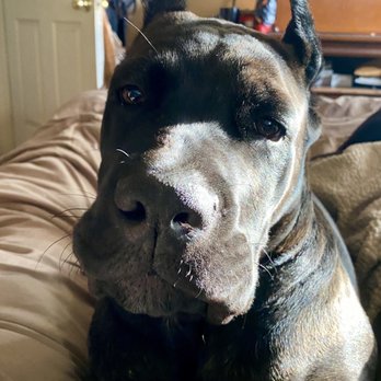 Master Dog Training - Brutus a student of Mike Master dog trainer - Pet Training Near Me - Temple City, California