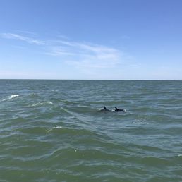 Dolphins