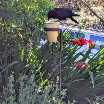 Moonphoto - crow drinking water - Photography Stores & Services Near Me - Seattle, Washington Moonphoto - crow drinking water - Photography Stores & Services Near Me - Seattle, Washington