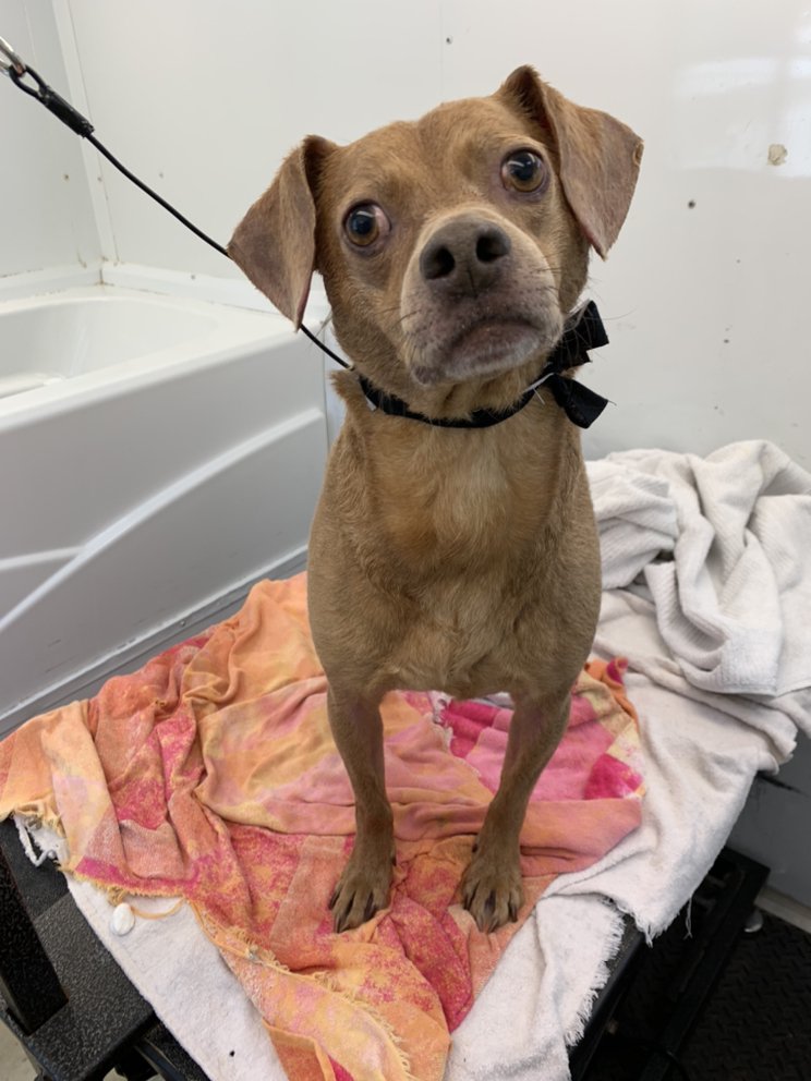 WAGGIN WHEELS MOBILE PET GROOMING Updated September 2024 45 Photos