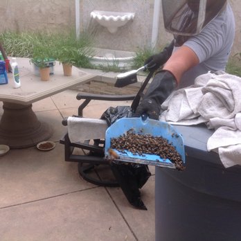 Oc Bee Guy - Scoop of live bees after being misted with water. - Pest Control Near Me - Anaheim, California