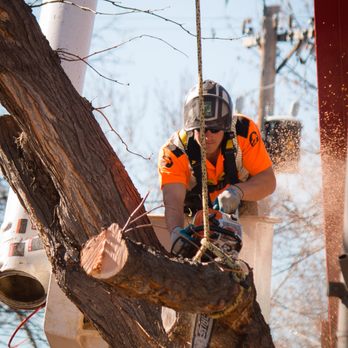 Schra Tree Care - Tree Services Near Me - Loveland, Colorado Schra Tree Care - Tree Services Near Me - Loveland, Colorado