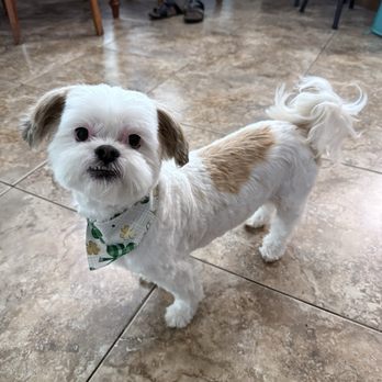 Picture Perfect Grooming - Flexing his new clean groom - Pet Groomers Near Me - Ripon, California