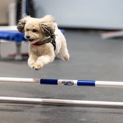 Zoom Room Dog Training - Agility Class