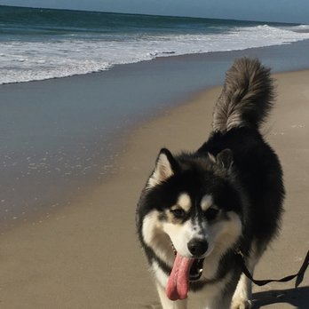 Fresh Meadows Animal Clinic - Veterinarians Near Me - Fresh Meadows, New York
