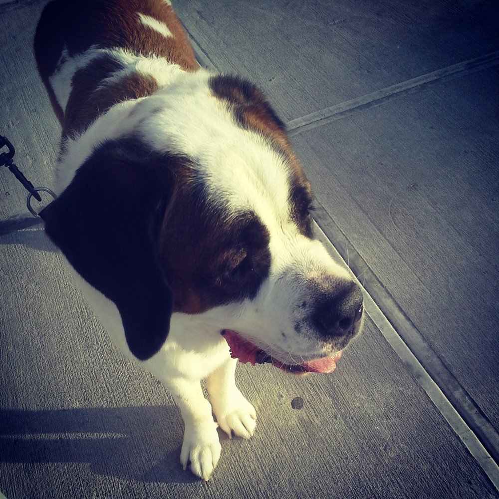 Petco - All groomed.  Thanks Sherry! - Pet Groomers Near Me - Oceanside, New York