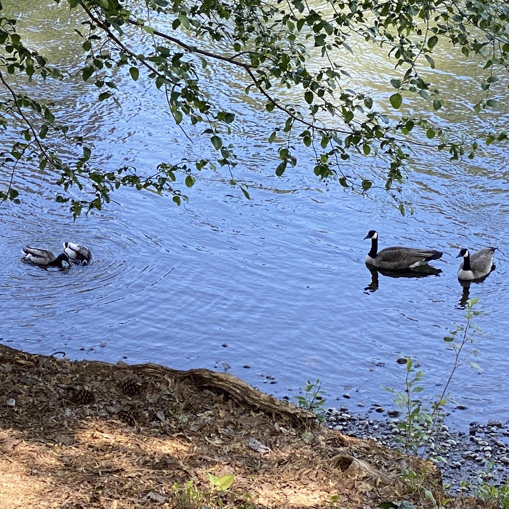 Riverside Park - Great water access at park - Parks Near Me - Grants Pass, Oregon Riverside Park - Great water access at park - Parks Near Me - Grants Pass, Oregon