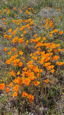 Antelope Valley California Poppy Reserve State Natural Reserve by null
