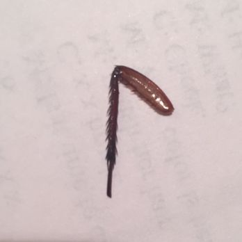Changs Chinese Restaurant - Picture of an insect leg ( probably a cockroach) that I found in my food from Chang's. DISGUSTING!! - Chinese Near Me - Miami, Florida Changs Chinese Restaurant - Picture of an insect leg ( probably a cockroach) that I found in my food from Chang's. DISGUSTING!! - Chinese Near Me - Miami, Florida