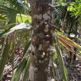 Hutchinson Island Coastal Trail - A thorny situation. - Hiking Near Me - Stuart, Florida Hutchinson Island Coastal Trail - A thorny situation. - Hiking Near Me - Stuart, Florida