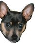 Photo of Batdog