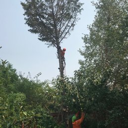 Cutting pine tree branches Cutting pine tree branches