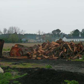 Skylight Inn BBQ - Look at the size of that once-gargantuan tree. - Barbeque Near Me - Ayden, North Carolina Skylight Inn BBQ - Look at the size of that once-gargantuan tree. - Barbeque Near Me - Ayden, North Carolina