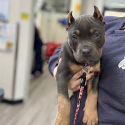 Bridgeview Pet Wellness Clinic