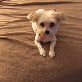 PetSmart - Sydney! - Pet Stores Near Me - Winter Garden, Florida PetSmart - Sydney! - Pet Stores Near Me - Winter Garden, Florida