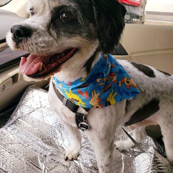 Doggie Stylin Grooming - Tofu - Pet Groomers Near Me - Stanton, California Doggie Stylin Grooming - Tofu - Pet Groomers Near Me - Stanton, California