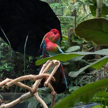 Bloedel Conservatory - Botanical Gardens Near Me - Vancouver, British Columbia