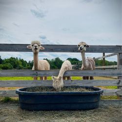 M&M Alpaca Farm