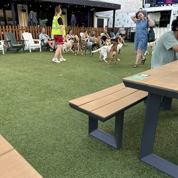 Dog Daze - Social Clubs Near Me - Washington, DC, District of Columbia