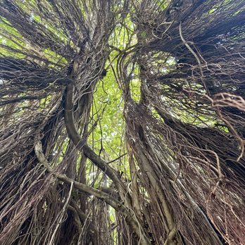The Kampong - Banyan Tree - Botanical Gardens Near Me - Coconut Grove, Florida