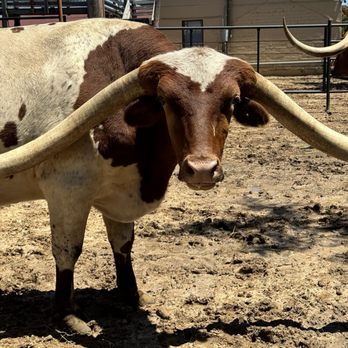 The Stockyards - Texas Longhorn - upclose - Local Flavor Near Me - Fort Worth, Texas The Stockyards - Texas Longhorn - upclose - Local Flavor Near Me - Fort Worth, Texas