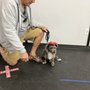 Photo of Dog Lovers Obedience School