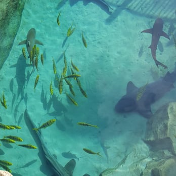 Discovery Cove - Sharks, sharks and sharks - Amusement Parks Near Me - Orlando, Florida