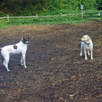 Golden Gardens Off-Leash Area - Who's gonna run!? Who's gonna chase!? - Dog Parks Near Me - Seattle, Washington Golden Gardens Off-Leash Area - Who's gonna run!? Who's gonna chase!? - Dog Parks Near Me - Seattle, Washington